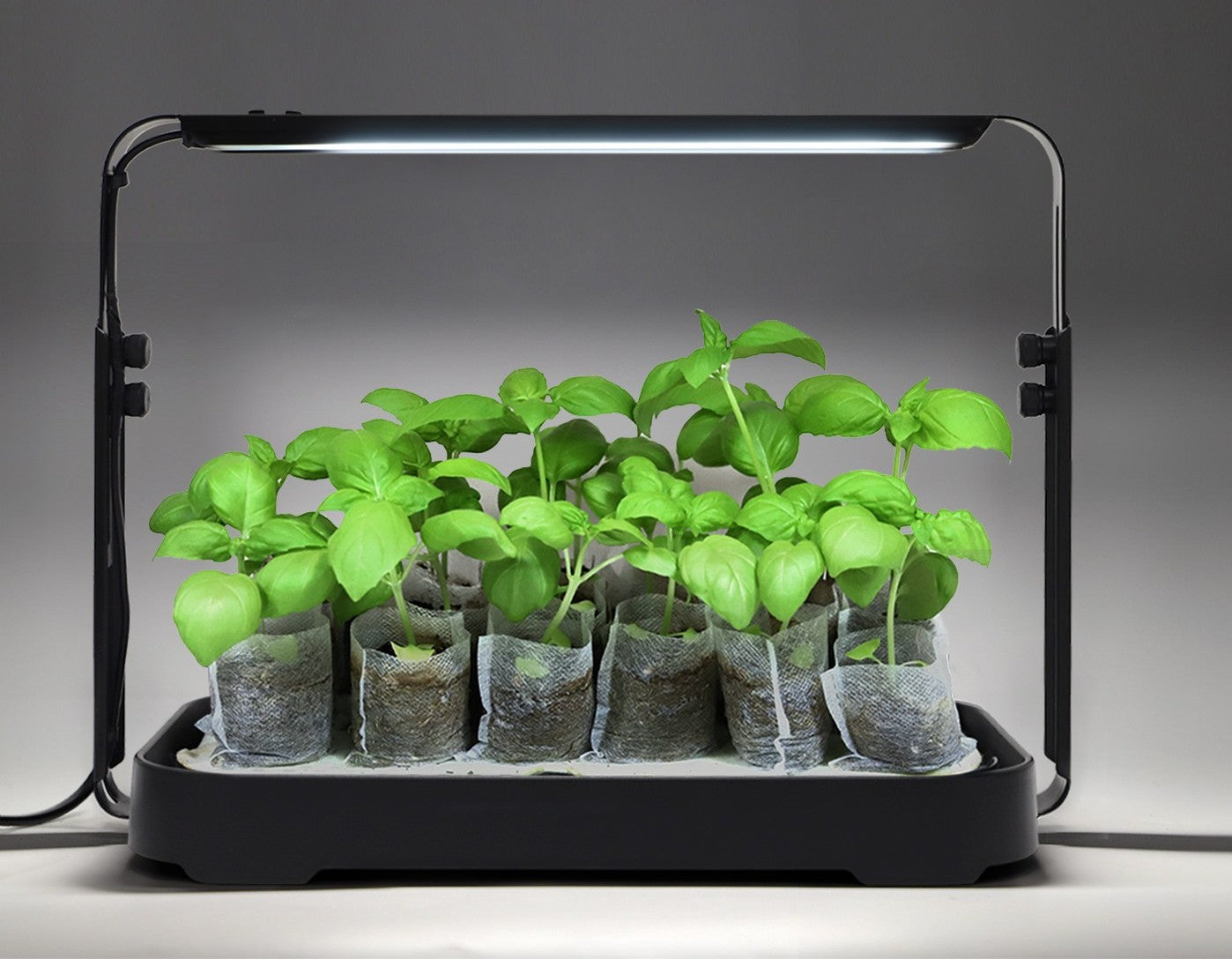 Black height-adjustable microgreen garden with Basil sprouts growing in soil-filled grow bags.