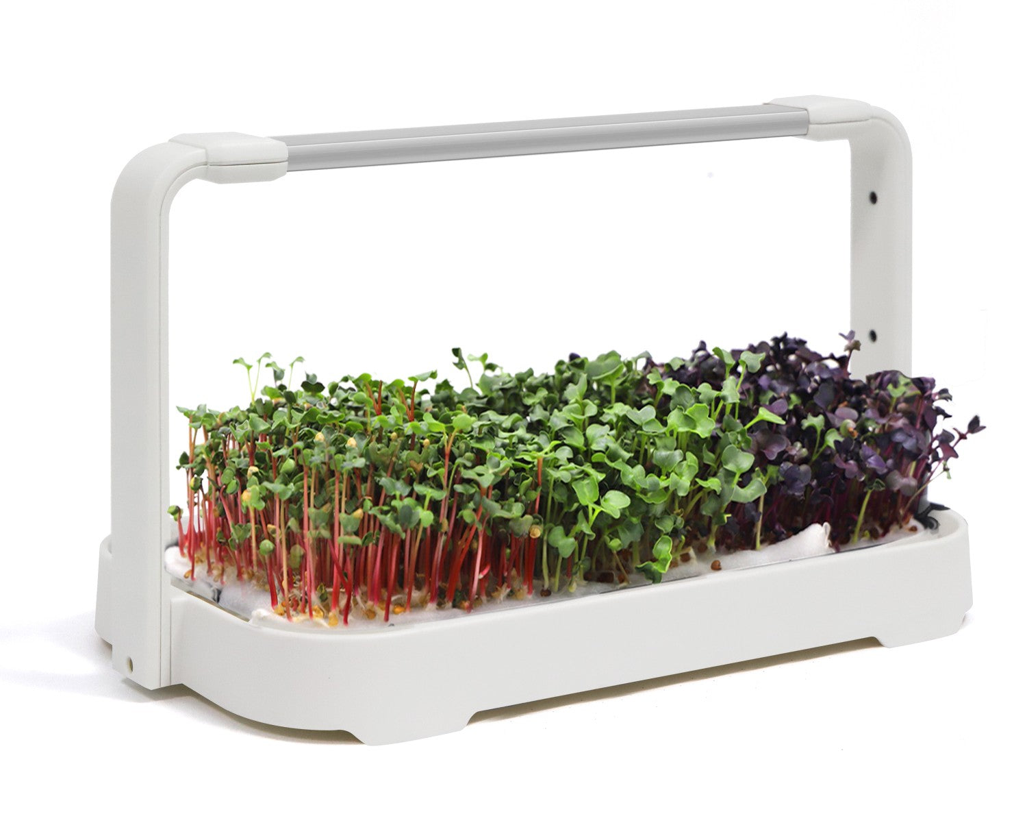 Close-up of a variety of brightly-coloured microgreens growing in the white microgreen garden system.