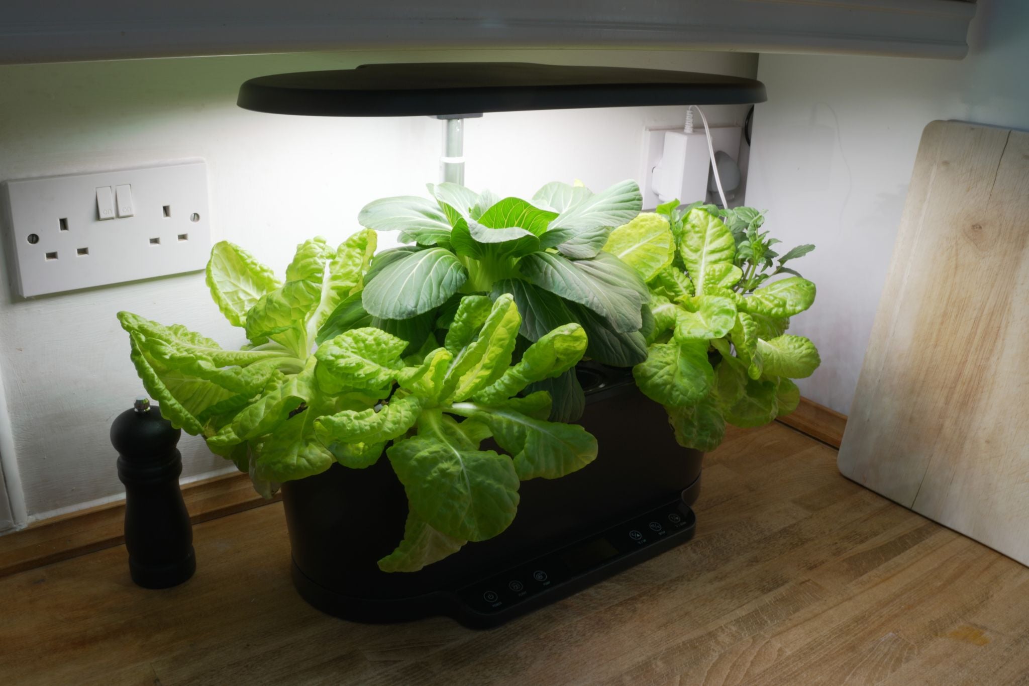 Black indoor smart garden on a kitchen countertop growing lettuce, pak choi, and violas under a warm-toned LED grow light.