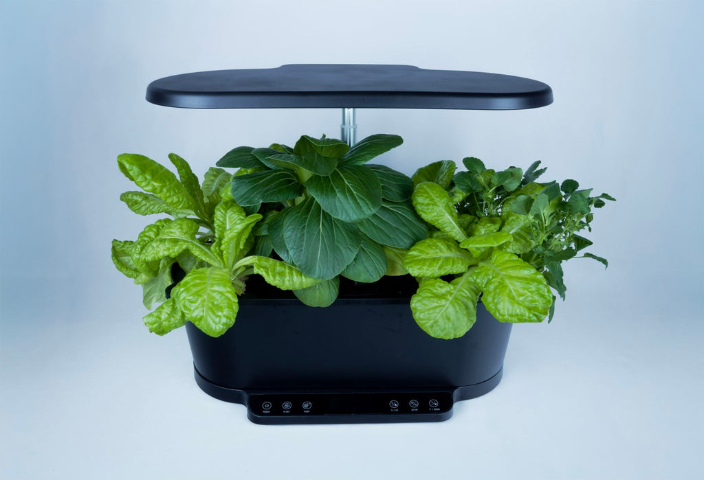 Black indoor smart garden growing lettuce, pak choi and violas.