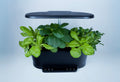Black indoor smart garden growing lettuce, pak choi and violas.