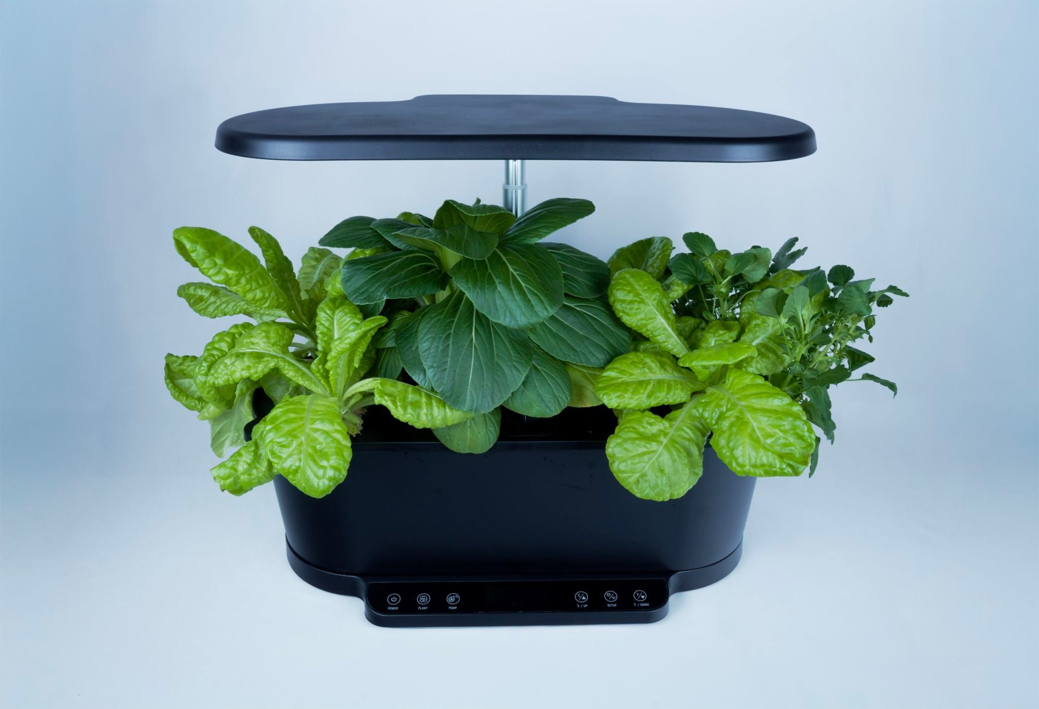 Black indoor smart garden growing lettuce, pak choi and violas.