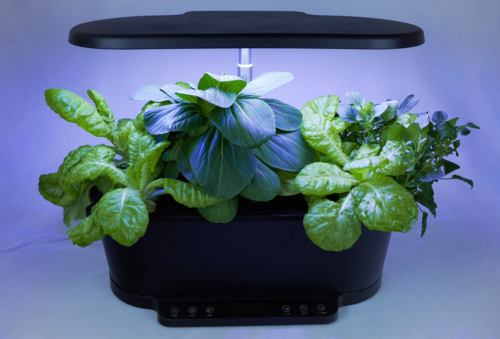 Black indoor smart garden growing lettuce, pak choi, and violas under a blue-purple LED grow light set to vegetable and herb mode.