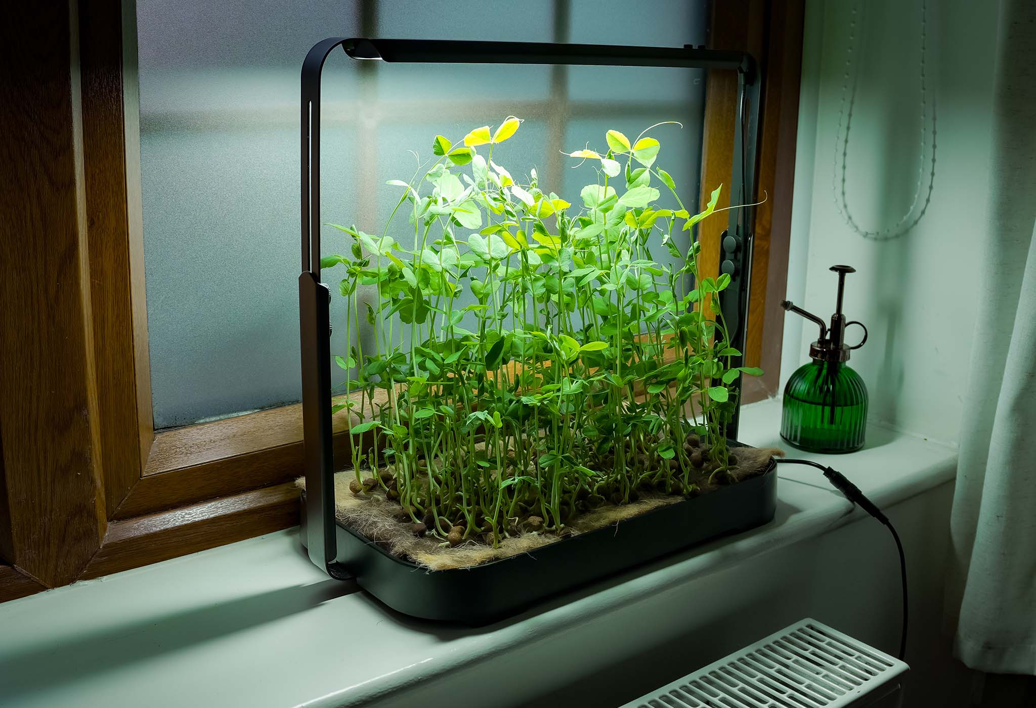 Black height-adjustable microgreen garden on a windowsill growing tall, vibrant pea shoot microgreens.