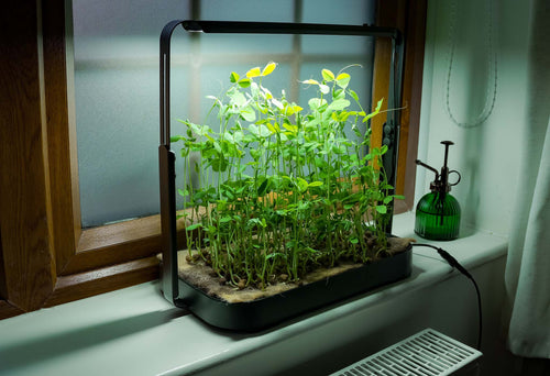 Black height-adjustable microgreen garden on a windowsill growing tall, vibrant pea shoot microgreens.