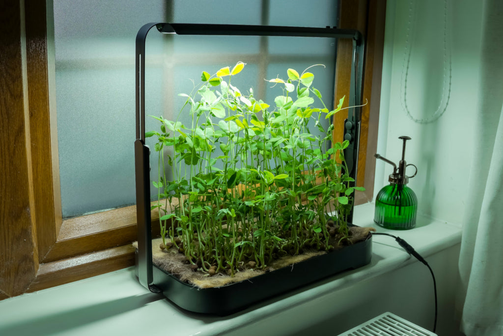 Black height-adjustable microgreen garden on a windowsill growing tall, vibrant pea shoot microgreens.