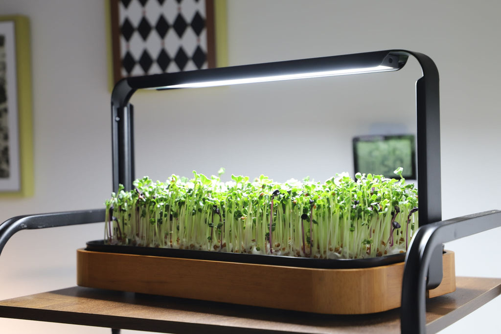 Close-up of the premium bamboo microgreen system on a living room side-table, growing a dense mat of tender microgreens under a full-spectrum LED.