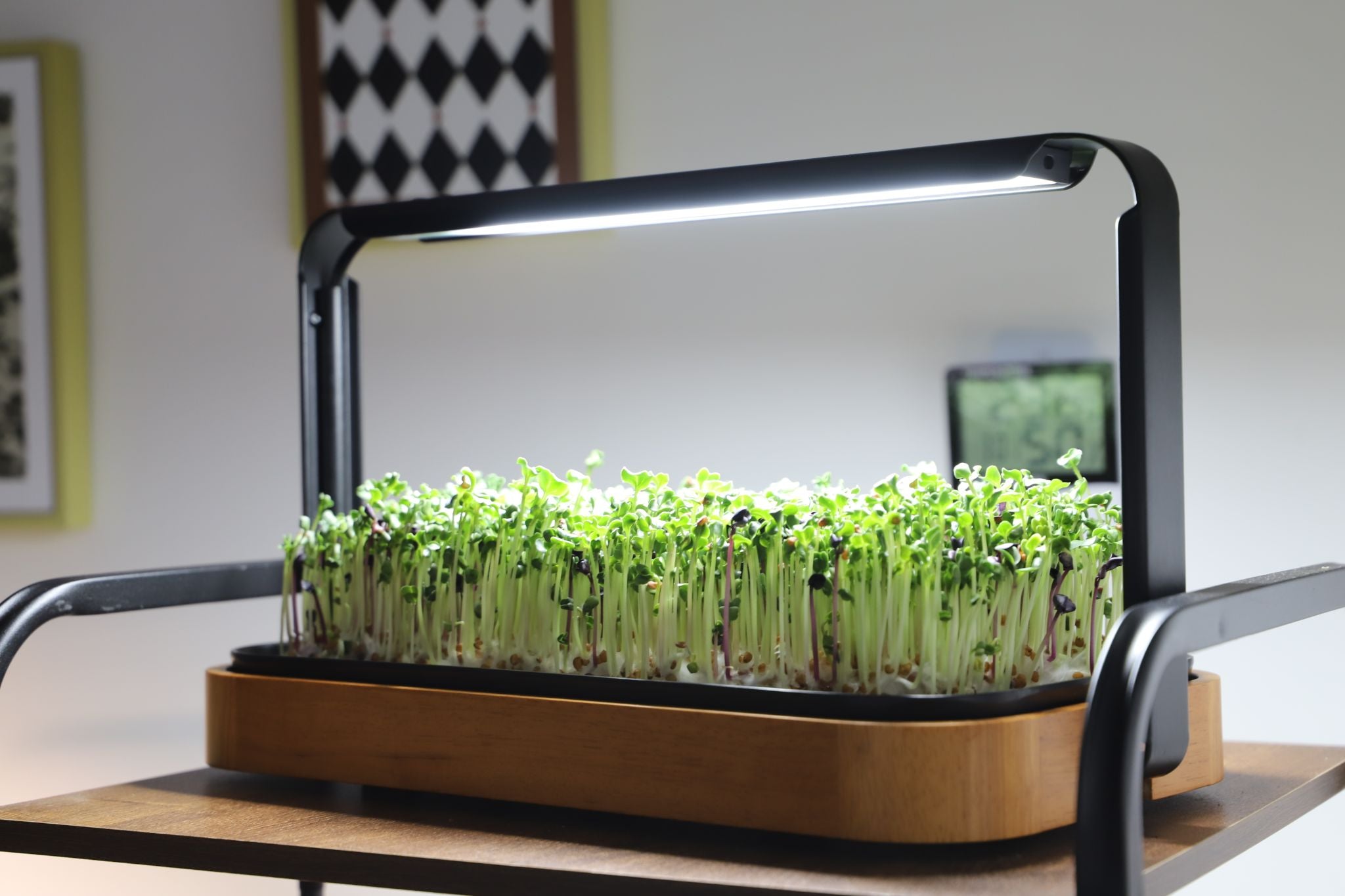 Close-up of the premium bamboo microgreen system on a living room side-table, growing a dense mat of tender microgreens under a full-spectrum LED.