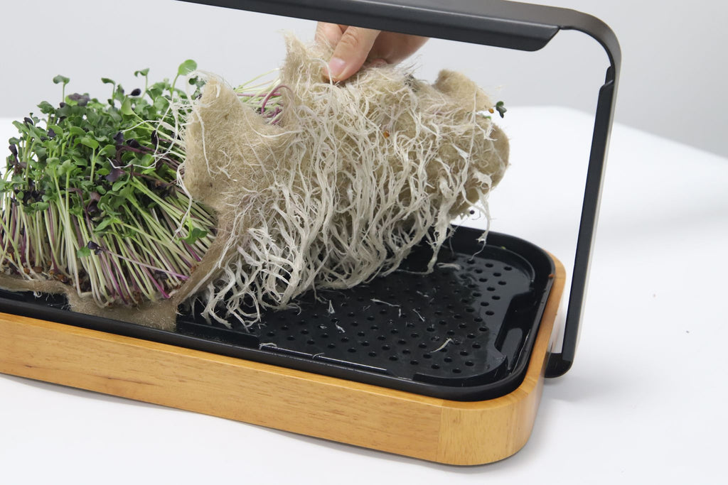 Removing a dense grow mat of tender microgreens from the premium bamboo garden's sprout tray.