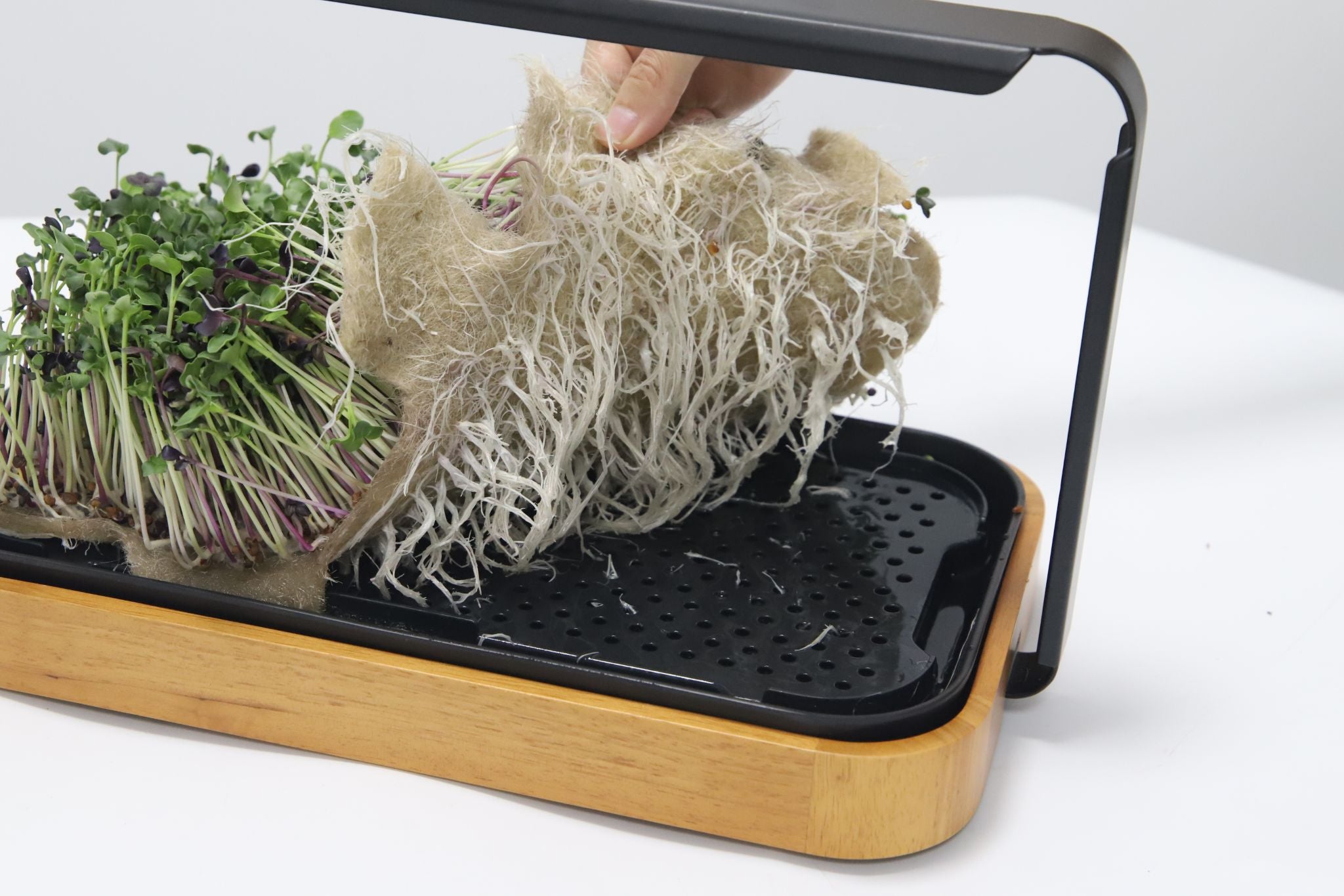 Removing a dense grow mat of tender microgreens from the premium bamboo garden's sprout tray.