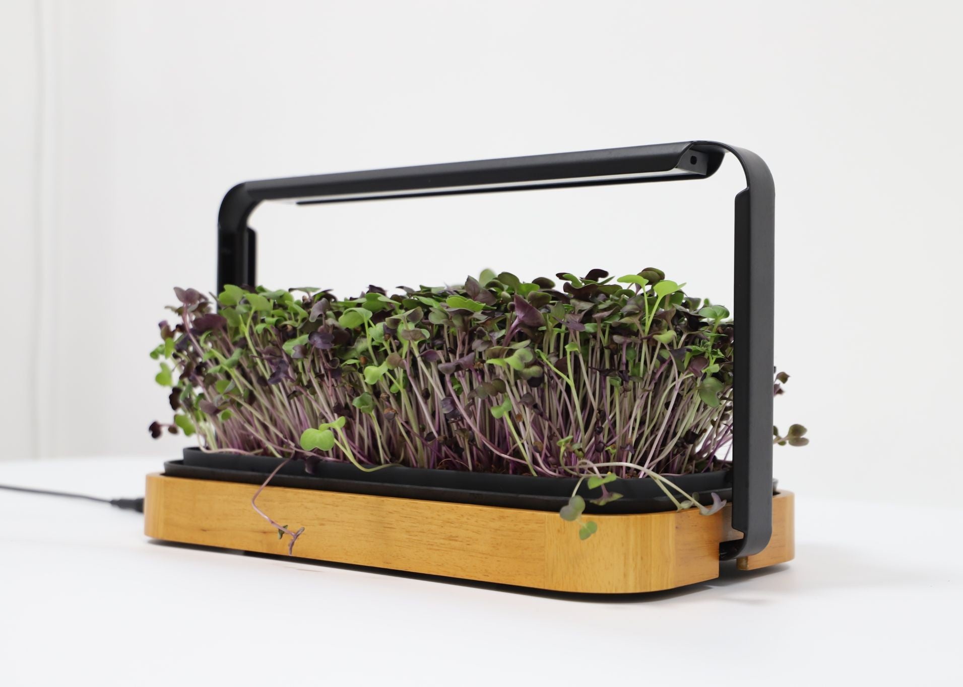 Close-up of a dense mat of tender microgreens growing in the premium bamboo garden system.
