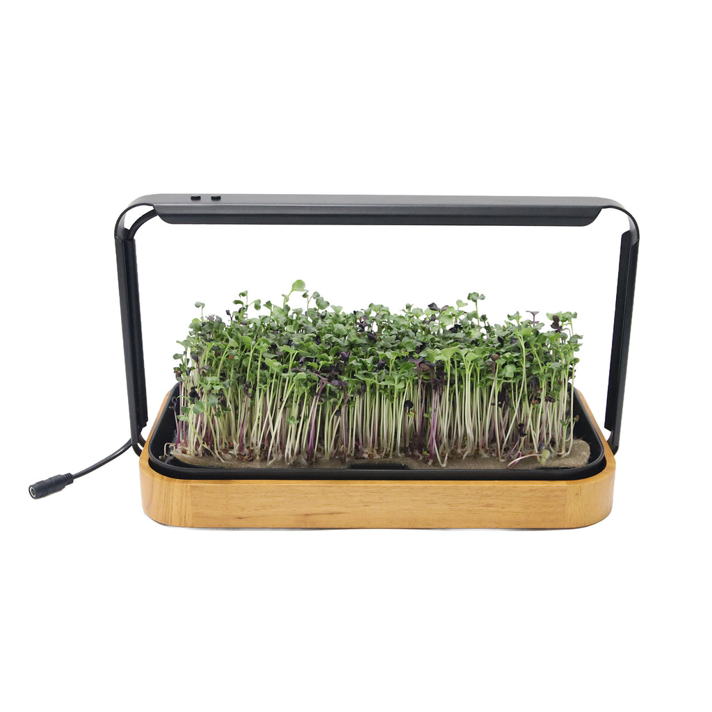 Premium microgreen indoor garden with tender microgreens featuring a stylish bamboo base and integrated LED grow light.