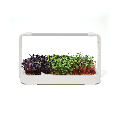 Close-up of a variety of brightly-coloured microgreens growing in the white microgreen garden system.